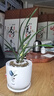 劉閣蘭花四季素心大鳳素現帶花苞出售有香味的花苗室內陽(yáng)臺綠植物花卉盆栽 2苗連體裸根 曬單實(shí)拍圖