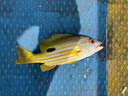 羽逸進(jìn)口YGKPE JP五彩X12編pe線(xiàn)主線(xiàn)路亞專(zhuān)用魚(yú)線(xiàn)500米超遠投順滑耐磨 12編ygkpe jp線(xiàn)十米一色【300米】 1.5 曬單實(shí)拍圖