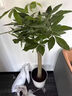 仙植緣【2小時(shí)同城配送】2米大型發(fā)財(cái)樹盆栽綠植辦公室客廳開業(yè)喬遷送禮 |約1.75米|步步高發(fā)財(cái)樹|白瓷盆 專車送貨 更快更好 曬單實(shí)拍圖