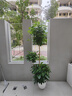 愛(ài)優(yōu)尚幸福樹(shù)盆栽客廳室內大型綠植辦公室喬遷新家綠寶凈化空氣源頭直發(fā) 曬單實(shí)拍圖