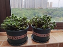 四季常青金魚(yú)花吊蘭盆栽室內綠植花卉多肉植物發(fā)財樹(shù)好養易活客廳 金魚(yú)吊蘭【整盆20-30顆】原盆土 曬單實(shí)拍圖