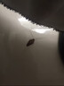滅蟑螂藥特效藥家用室內非全窩一窩端膠餌劑克星滅殺殺蟑螂強力 不劃算發(fā)1支【10g】 曬單實(shí)拍圖