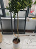 愛(ài)優(yōu)尚香水檸檬樹(shù)盆栽綠植大型室內客廳植物吸甲醛陽(yáng)臺四季好養源頭直發(fā) 曬單實(shí)拍圖