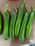 京鮮生 山東圣女果小黃瓜組合 凈重3斤 現摘現發(fā)即食蔬菜源頭直發(fā) 曬單實(shí)拍圖