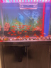 百綸木千草金魚觀賞魚冷水魚不加溫新手好養(yǎng)純種鳳尾大紅草魚苗 5-7cm草金魚50條 送魚糧 曬單實拍圖