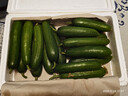山東壽光水果黃瓜生吃脆新鮮荷蘭青瓜當季無(wú)刺小黃瓜源頭直發(fā) 精品水果黃瓜凈重 4.5斤 曬單實(shí)拍圖