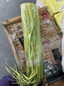 今年頭茬新鮮蒜苔生鮮超市品質(zhì)蒜薹蔬菜調料涼拌炒制即食蒜苔 2斤【新鮮蒜薹】 曬單實(shí)拍圖