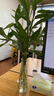 富貴竹水養花卉轉運竹水培植物盆栽觀(guān)音四季室內凈化空氣 10枝-65cm富貴竹 標準 曬單實(shí)拍圖
