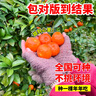 呆果丁沙糖桔樹(shù)苗地栽盆栽南方北方種植橘子樹(shù)苗柑桔果樹(shù)果苗嫁接砂糖橘 陽(yáng)臺種植推薦丨4年精選苗當年結果（包成活）帶葉發(fā)貨 曬單實(shí)拍圖