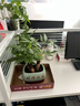 發(fā)財樹(shù)小盆栽大綠植辦公室內除甲醛花卉客廳好養旺宅植物桌面盆景 【A級大盆】三桿發(fā)財樹(shù)(財源滾滾 含盆 曬單實(shí)拍圖