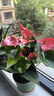 水培紅掌盆栽帶花鴻運當頭一帆風(fēng)順易活四季開(kāi)花卉綠植物室內好養 【爆款好貨】特級紅掌7-10花（原盆）+營(yíng)養液 含盆 曬單實(shí)拍圖