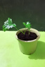 春羽盆栽植物水培如意皇后觀(guān)葉綠植鴨腳木金鉆盆栽竹柏小紅掌 小鐵樹(shù)1株 曬單實(shí)拍圖