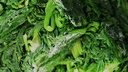 岳雁 速凍薺薺菜 冷凍新鮮野菜云吞包子餛飩餡河南南陽(yáng)薺菜餃子槐花 凈重4斤裝【當季新薺菜】 曬單實(shí)拍圖