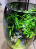 MPPMCK生命之樹(shù)懶人苔蘚微景觀(guān)辦公室盆栽宿舍植物桌面手工生態(tài)瓶真植物 微景觀(guān)單景成品灰 曬單實(shí)拍圖