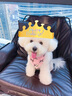 puppytie狗狗口水巾寵物圍兜狗圍巾項圈幼犬三角巾可拆卸可牽引外出飾品 芭蕾粉 S:1.5*20-35cm 曬單實(shí)拍圖
