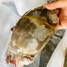 舟山梭子蟹鮮活特大野生大螃蟹新鮮冷凍海鮮水產(chǎn)海蟹飛蟹白蟹 特大肉蟹 【凈重8兩以上/只】 5斤 曬單實(shí)拍圖