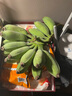 正宗蘋(píng)果蕉當季新鮮水果現摘自然熟小米蕉香蕉粉蕉整箱產(chǎn)地直發(fā) 【帶箱5斤】蘋(píng)果蕉 曬單實(shí)拍圖