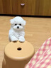 朵蔓純種比熊幼犬小型活物雙血統飛耳卷毛比熊犬家養寵物狗長(cháng)不大可愛(ài) 血統級 比熊 公 曬單實(shí)拍圖
