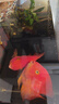 森森（SUNSUN）血鸚鵡飼料熱帶魚(yú)魚(yú)食增紅小顆粒觀(guān)賞魚(yú)糧 【更高蛋白】3毫米 罐裝1000g增紅 曬單實(shí)拍圖