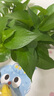 雙盟綠蘿盆栽除甲醛花卉綠植辦公室新房?jì)艋諝?80加侖4盆裝源頭直發(fā) 曬單實(shí)拍圖