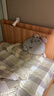 名創(chuàng  )優(yōu)品（MINISO）大鼠暖手抱枕 毛絨公仔沙發(fā)靠枕辦公室午睡枕床上玩偶 曬單實(shí)拍圖
