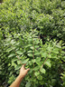 畢亞茲 Type-C轉HDMI轉換線(xiàn)器 蘋(píng)果16/17promax電腦華為P60手機連電視USB-C轉HDMI4K轉接頭線(xiàn)1.5米投屏線(xiàn) 曬單實(shí)拍圖
