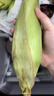 【云南高原玉米】現摘新鮮水果玉米新鮮甜玉米棒生鮮蔬菜可生吃 新鮮水果玉米 4斤 帶箱 300g起 曬單實(shí)拍圖