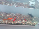 吉品鴻 錦鯉飼料1000克高蛋白魚(yú)糧魚(yú)飼料中顆粒3-4mm冷水魚(yú)池塘魚(yú)觀(guān)賞魚(yú) 曬單實(shí)拍圖