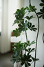 唯卓仕（VILTROX）AF 85mm F1.4 Pro FE索尼口全畫(huà)幅自動(dòng)對焦大光圈中遠攝定焦人像鏡頭適用于A(yíng)7M4 A7C2微單相機  曬單實(shí)拍圖
