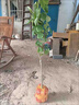 景琳涵無(wú)核脆甜柿子樹(shù)果苗嫁接庭院果樹(shù)特大號盆栽矮化耐寒火晶柿子樹(shù)苗 【假一賠十】黑柿（5年苗）死苗包賠 曬單實(shí)拍圖