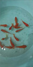 百綸木千草金魚(yú)觀(guān)賞魚(yú)冷水魚(yú)不加溫新手好養純種鳳尾大紅草魚(yú)苗 3-5cm草金魚(yú)20條 送魚(yú)糧 曬單實(shí)拍圖