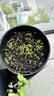 北蔬 小香芹種子種苗農家四季盆栽種植青菜籽 四季小香芹種子10g 曬單實(shí)拍圖