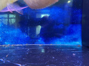 喂烏龜飼料魚(yú)小魚(yú)活體養殖活魚(yú)龍魚(yú)活食飼料淡水魚(yú)苗草魚(yú)苗鯽魚(yú)苗 【飼料魚(yú)2-3厘米60條】體驗裝 【好評退2】 曬單實(shí)拍圖