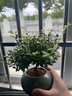 開(kāi)時(shí)果 小葉赤楠盆景擺件 辦公室桌面綠植花卉好養盆栽植物源頭直發(fā)包郵 【熱銷(xiāo)款】哥窯浸墨盆+苔蘚+底座 曬單實(shí)拍圖