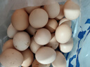 天厚玄鳥(niǎo)正宗散養農家土雞蛋谷物土雞蛋50±5g山林散養新鮮雞蛋土雞蛋 大號散養土雞蛋*30枚【超值】 曬單實(shí)拍圖
