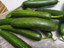 京喜加新鮮無(wú)刺水果小黃瓜小青瓜脆甜荷蘭脆嫩生吃黃瓜蔬菜 水果黃瓜 2斤 帶箱活動(dòng) 曬單實(shí)拍圖