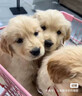 比瑞吉狗糧愛(ài)不將就小型中大型金毛成犬狗糧牛肉味16kg添加魚(yú)油原料透明 曬單實(shí)拍圖