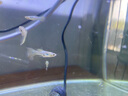 森悠（SARYOR）孔雀魚(yú)純種觀(guān)賞魚(yú)小型淡水好養熱帶魚(yú)活體斑馬金魚(yú)鳳尾魚(yú)繁殖 雜袍孔雀魚(yú)20條+5條備損 曬單實(shí)拍圖