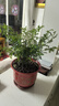 行湘清香木胡椒木綠植盆栽桌面客廳綠植 清香胡椒木+陶瓷盆 源頭直發(fā) 曬單實(shí)拍圖