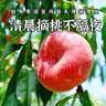 京地達平谷蟠桃北京大桃水果中秋禮盒凈重6斤單果125g+源頭直發(fā)包郵 曬單實(shí)拍圖