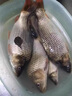 民間藝人淺水漂短漂草洞短款輕口小鯽魚(yú)白條加粗醒目納米浮漂漁具垂釣用 QS-08漂長(cháng)23.5CM7目加粗尾2.7g 曬單實(shí)拍圖