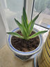 御春閣金邊龍舌蘭盆栽 多肉植物 綠植花卉室內辦公室陽(yáng)臺種植盆栽 25厘米高左右 曬單實(shí)拍圖