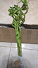 花翁水培植物水養綠植盆栽轉運竹50cm高10支（不含瓶）源頭直發(fā) 曬單實(shí)拍圖