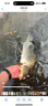 神鯊黑韌魚(yú)竿手竿3.6米超輕超細碳素鯽魚(yú)竿37調釣魚(yú)竿臺釣竿漁具套裝 曬單實(shí)拍圖