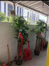 芙洛拉花園【兩小時達】發(fā)財樹綠蘿金錢樹散尾葵天堂鳥大型綠植室內(nèi)開業(yè)喬遷 大綠蘿 曬單實拍圖