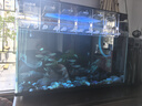 云峰海瑞黑尾大勾群游魚(yú)水族箱小型熱帶魚(yú)觀(guān)賞魚(yú)活體淡水魚(yú) 大勾50條+5備損 2-2.5cm尺寸偏小 曬單實(shí)拍圖