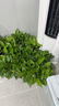 雙盟綠蘿盆栽除甲醛花卉綠植辦公室新房?jì)艋諝?120款10盆源頭直發(fā) 曬單實(shí)拍圖