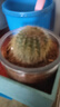 多肉植物仙人掌盆栽室內肉肉仙人球小盆栽開(kāi)花可愛(ài)桌面綠植 金冠+玻璃盆+黃金砂+營(yíng)養土 含盆 曬單實(shí)拍圖