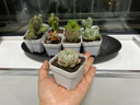 多肉組合盆栽陽(yáng)臺(tái)盆栽喜陽(yáng)植物新手福利按圖發(fā)貨品種花卉好養(yǎng) 網(wǎng)紅款9種+盆土 曬單實(shí)拍圖