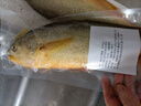 黃小漁【冰鮮野化】寧德深海大黃魚(yú) 1.8斤/2條 黃花魚(yú) 魚(yú)類(lèi)中秋源頭直發(fā) 曬單實(shí)拍圖